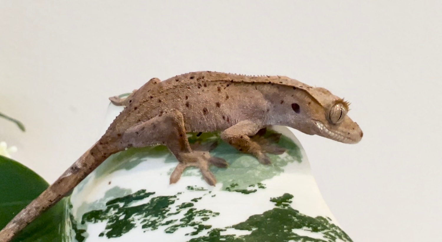 Confetti Red Spot Super Dalmatian Crested Gecko by Houston Gecko