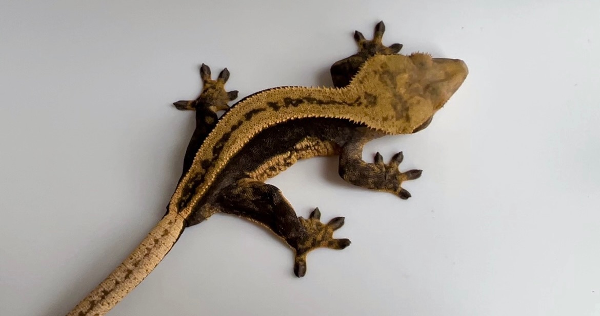 RTB Tangerine Quad Crested Gecko by Houston Gecko MorphMarket