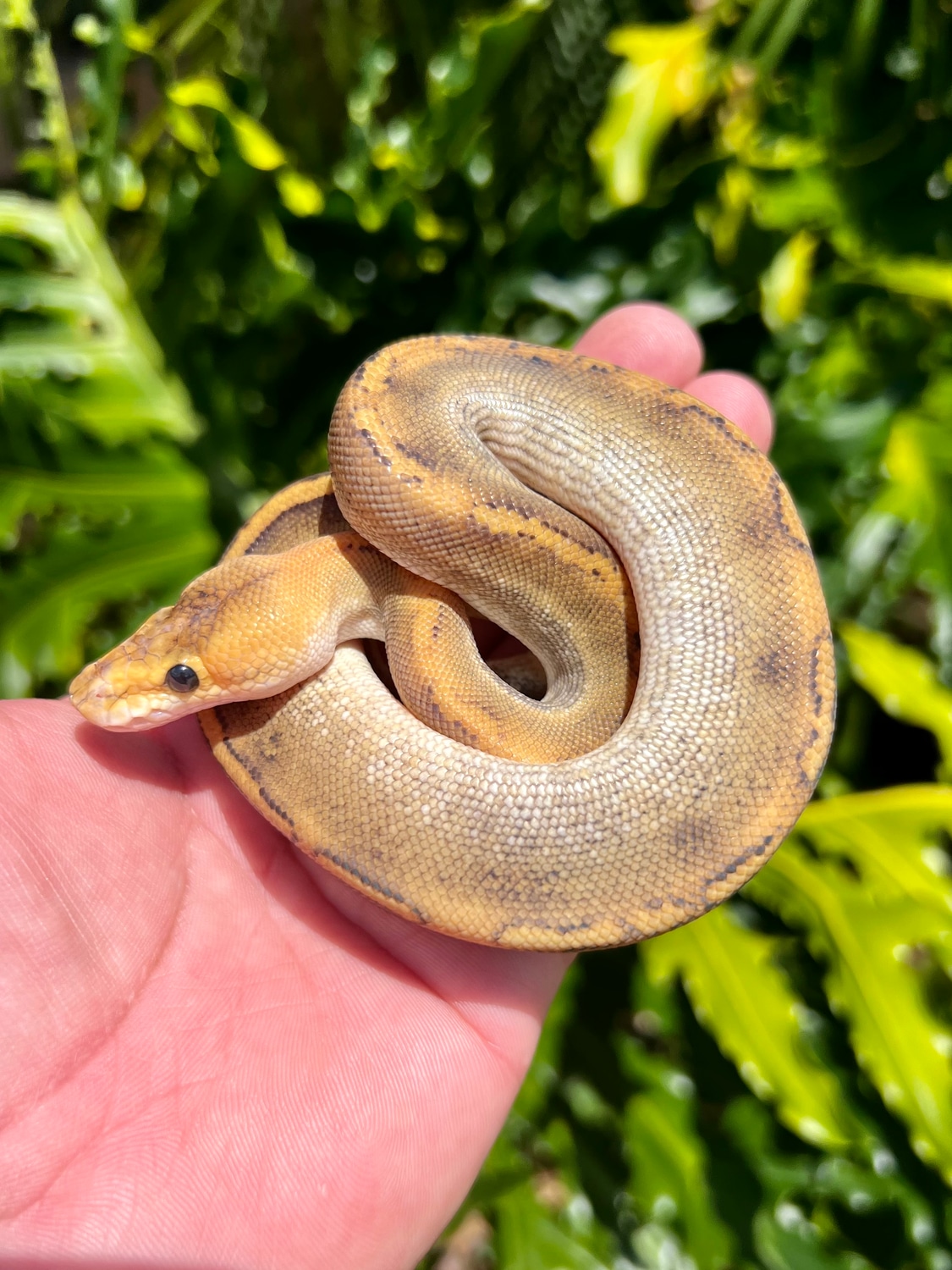 Champagne Ball Python by BD Morphs - MorphMarket