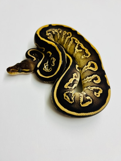 Black Pastel Mojave 100% Het Hypo (Black Mojo) Ball Python by BD Morphs