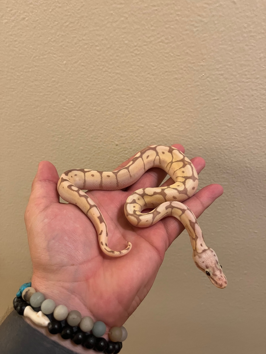 Banana Bumblebee 50Het Paint Ball Python by JJBallpython MorphMarket