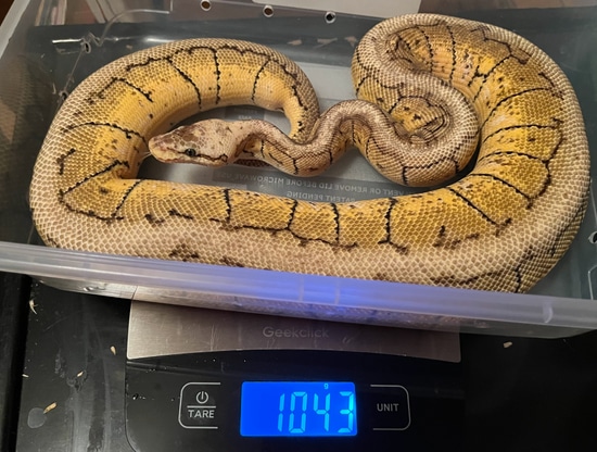 5 Gene Ball Python by Fricker’s Exotics
