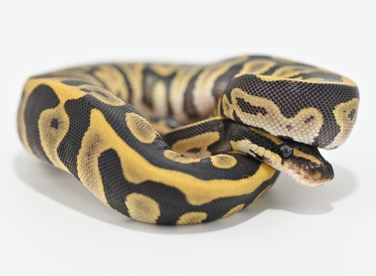Phantom Leopard Ball Python by Fricker’s Exotics