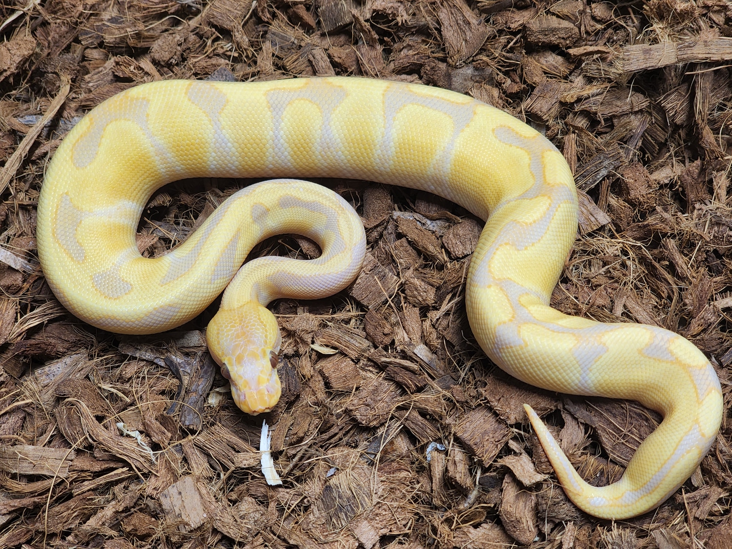 Toffee / Candy Enchi Ball Python by Kerr's Ball Pythons MorphMarket