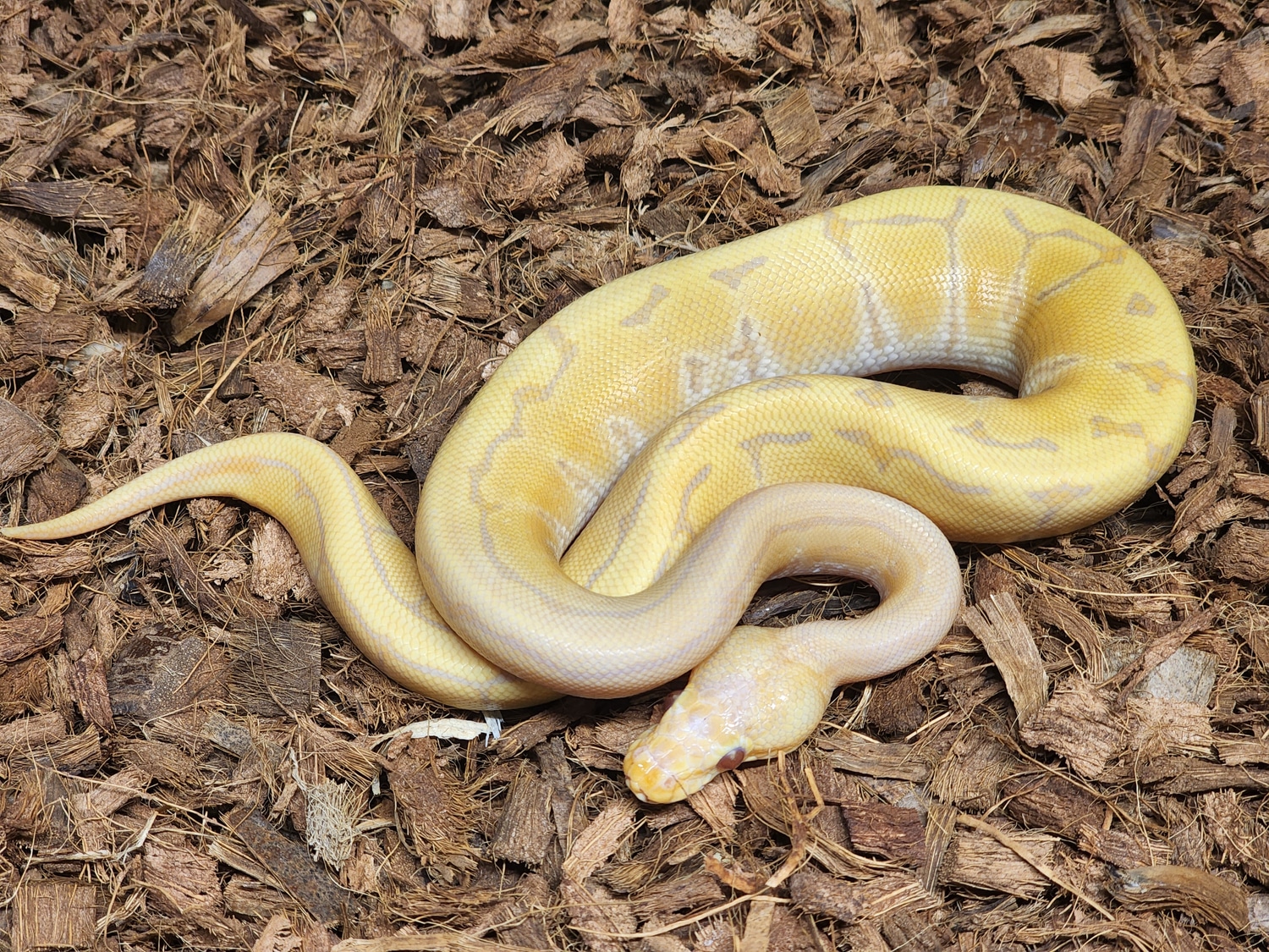 Candy Cinnamon Pinstripe Ball Python by Kerr's Ball Pythons MorphMarket