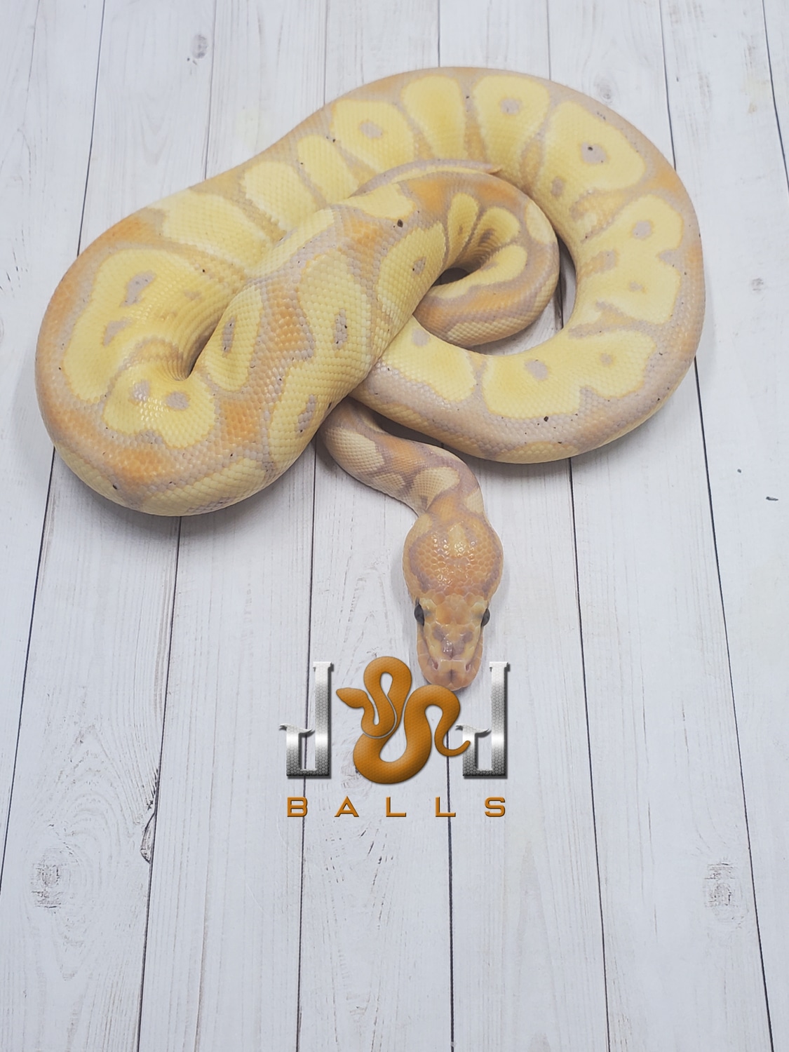 Banana Clown Ball Python by J&J Balls MorphMarket