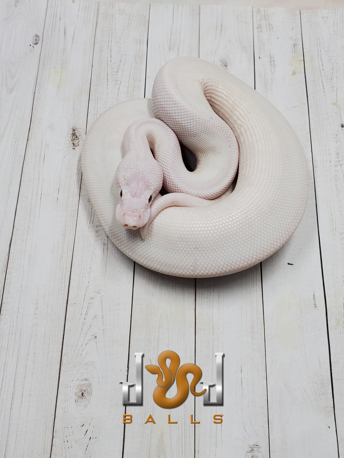 Super Lesser Ball Python by J&J Balls - MorphMarket