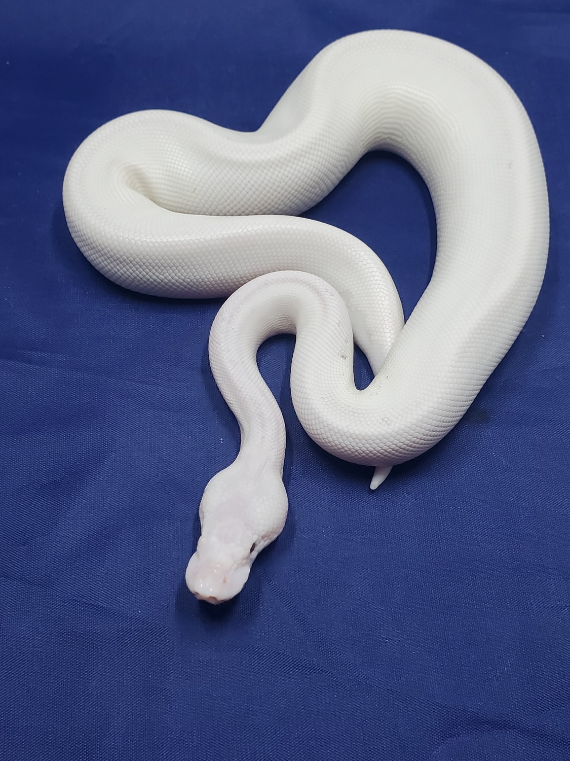 Super Lesser Ball Python by J&J Balls MorphMarket