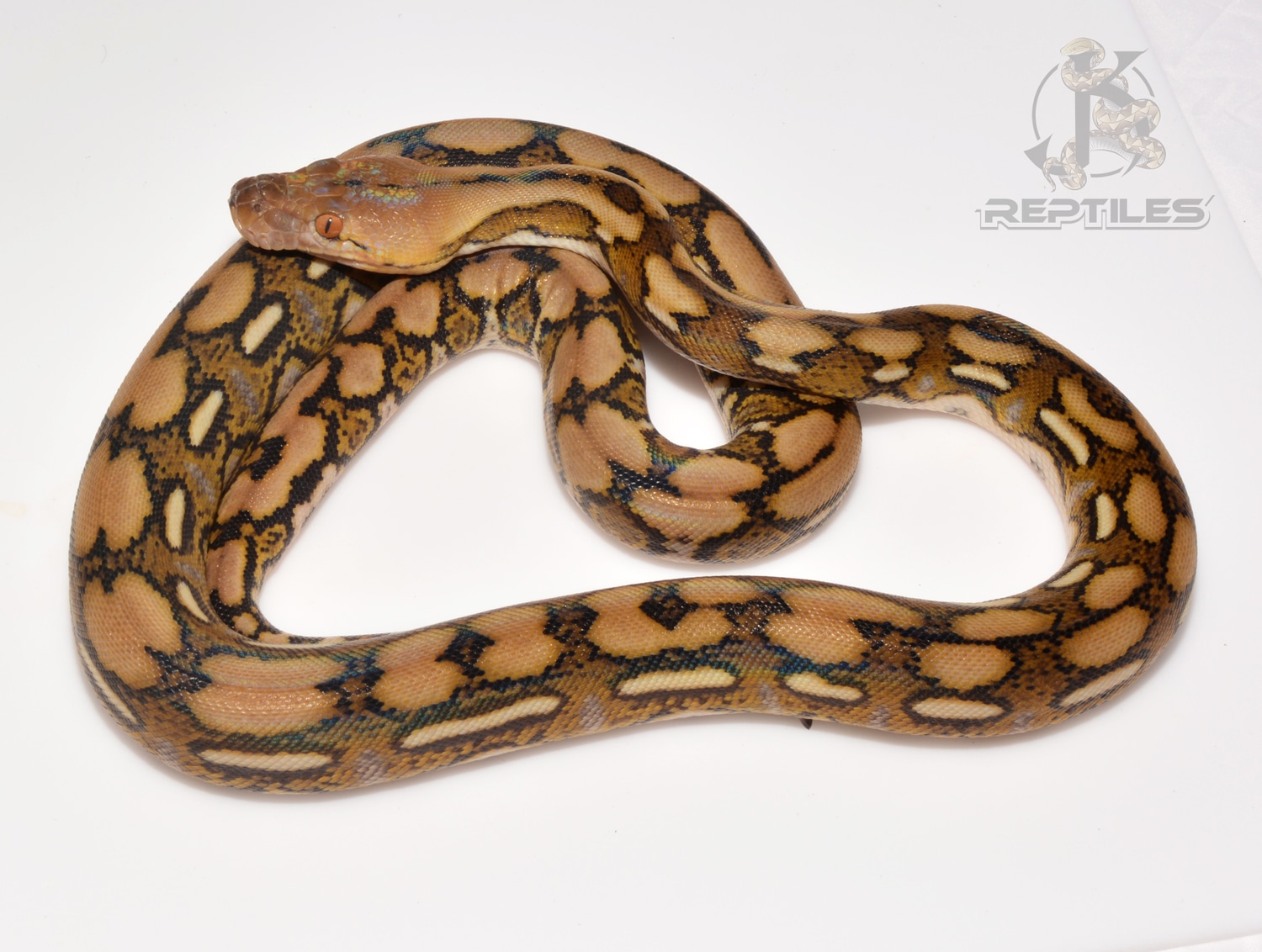 Tiger 66% Poss Het Blonde/Anthrax Male #2 Reticulated Python by JK ...