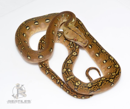 Paradox Super Phantom 100% Het Anthrax Reticulated Python by JK ...