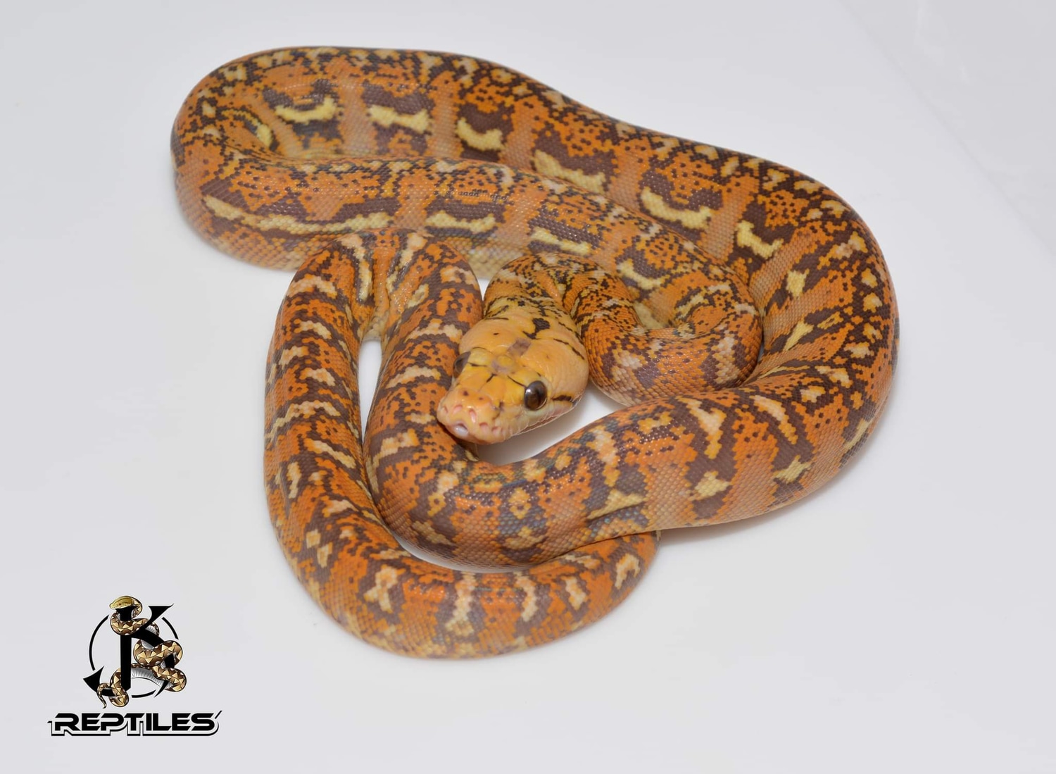 Orange Glow Anthrax Reticulated Python by JK Reptiles - MorphMarket