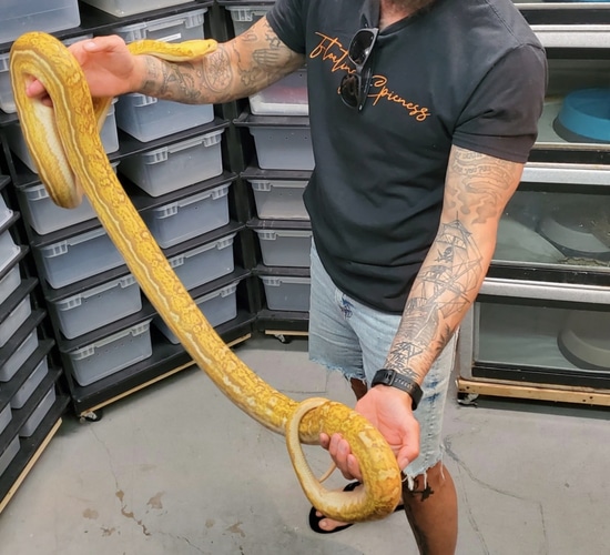 Blonde Anthrax Tiger Reticulated Python by JK Reptiles