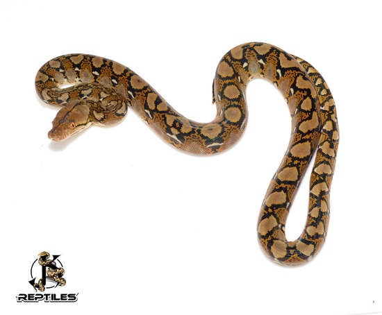 1.1 Pair 100% Het Caramel/Ocelot/Anthrax Reticulated Python by JK Reptiles