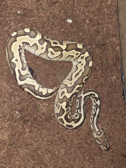 Leopard Fire Lesser Ball Python by J&D Reptiles