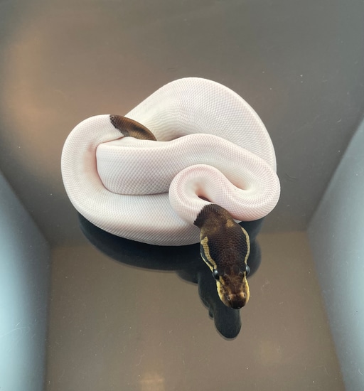 Cinnamon Pied Ball Python by JT’s Exotics