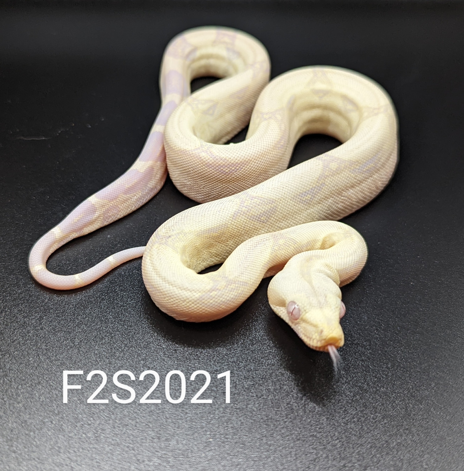 Snow Boa Constrictor by J.K. Exotics - MorphMarket