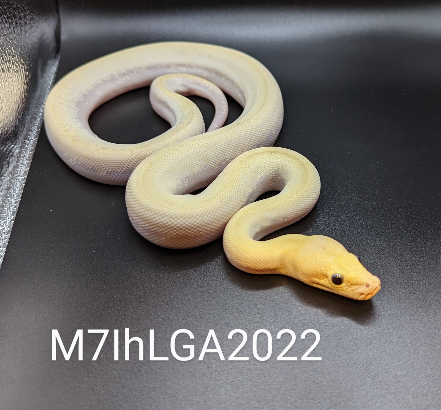 Ivory TH Lab Granite Albino Burmese Python by J.K. Exotics - MorphMarket