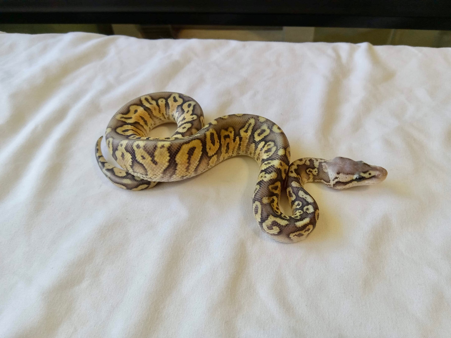 Super Pastel Hidden Gene Woma Ball Python by Whimsey Pythons MorphMarket