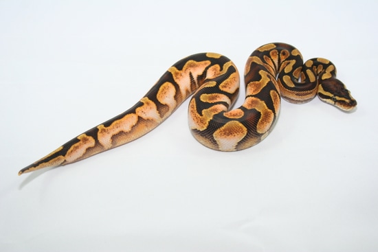 Enchi Calico Ball Python by Freaks of Nature Reptiles