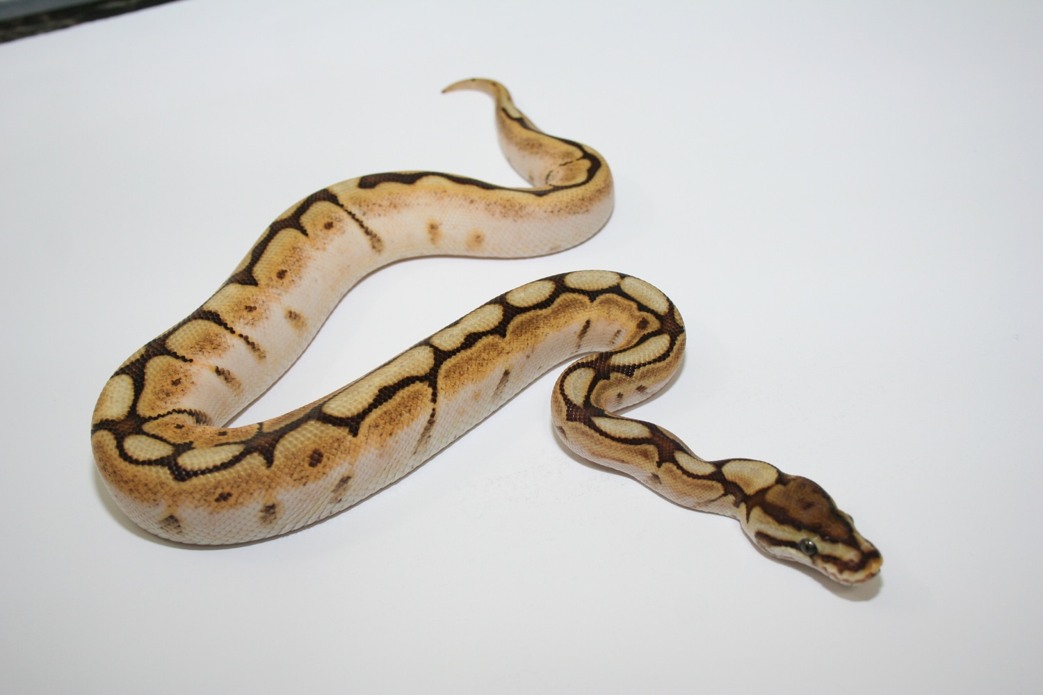 Mojave Spider Calico Ball Python by Freaks of Nature Reptiles - MorphMarket