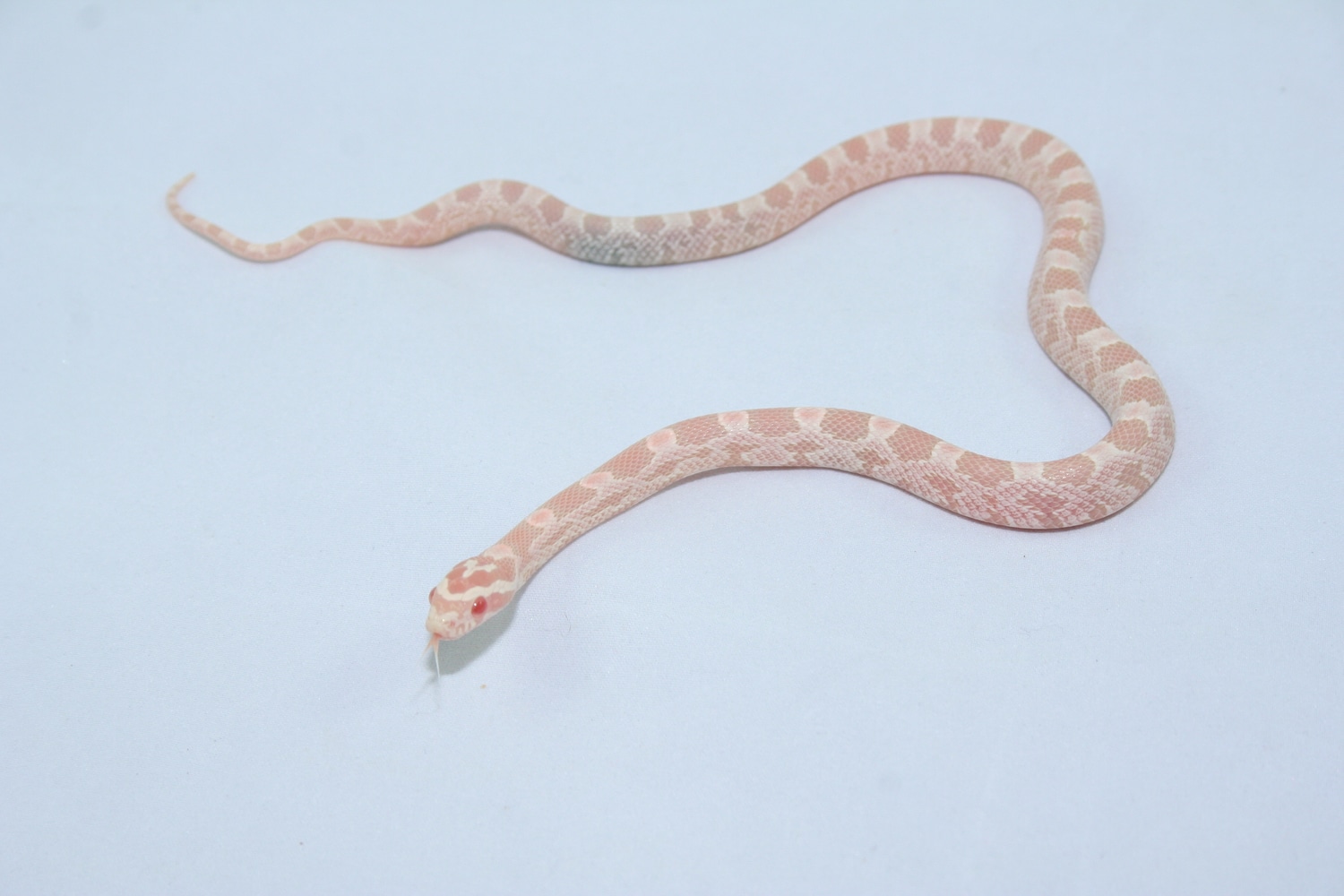 Strawberry Snow Corn Snake by Freaks of Nature Reptiles MorphMarket