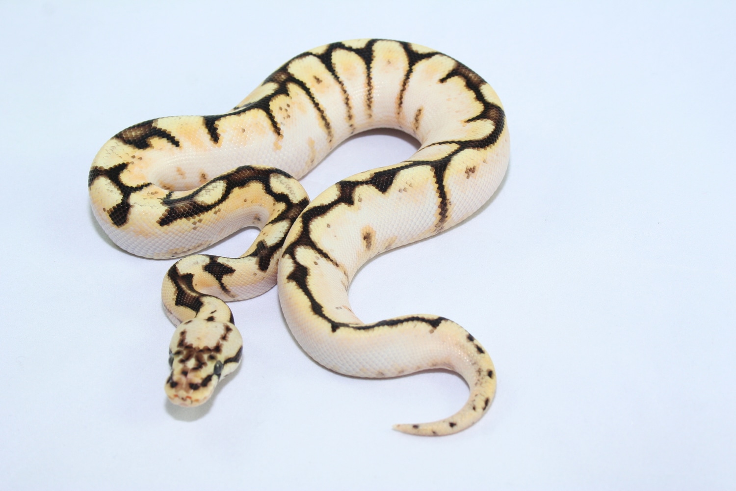 OD Calibee Ball Python by Freaks of Nature Reptiles - MorphMarket