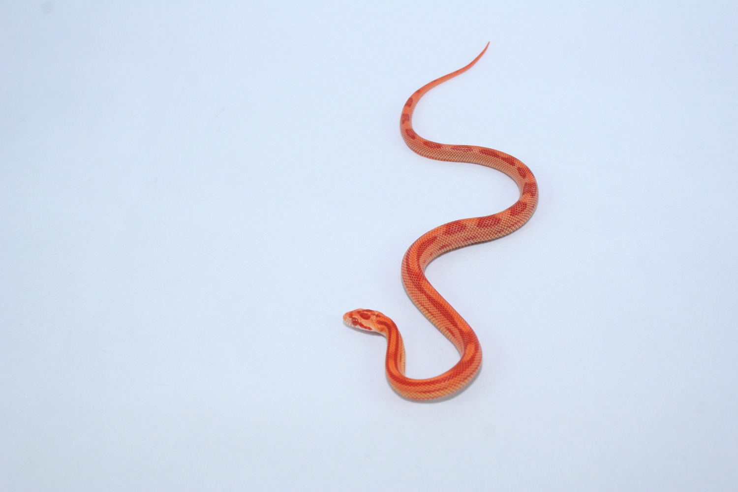 Amel Stripe Het Caramel Corn Snake by Freaks of Nature Reptiles ...