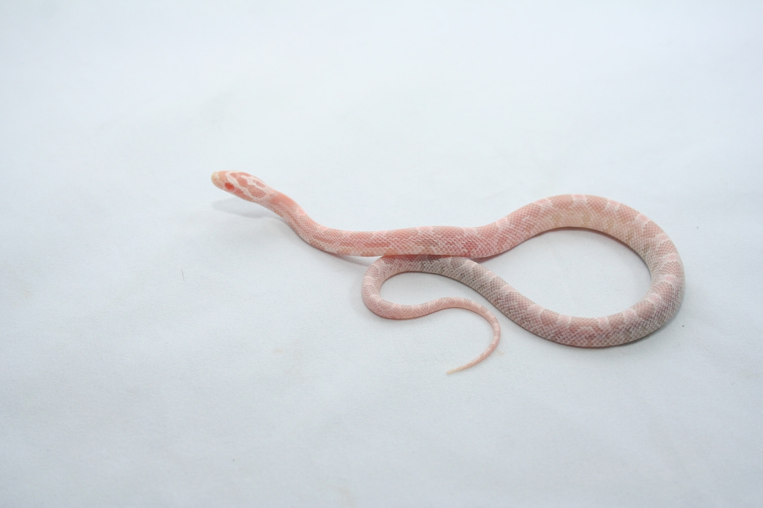 Strawberry Snow Corn Snake by Freaks of Nature Reptiles MorphMarket