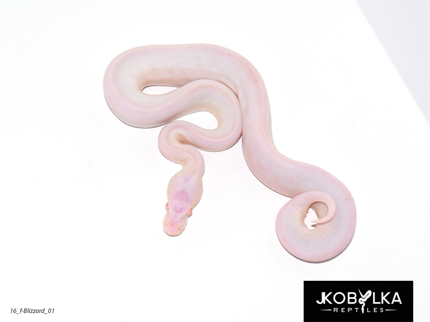 Oreo Blizzard C16JH Ball Python by KINOVA - MorphMarket