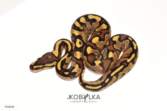 Fire YB Het Pied Ball Python by KINOVA