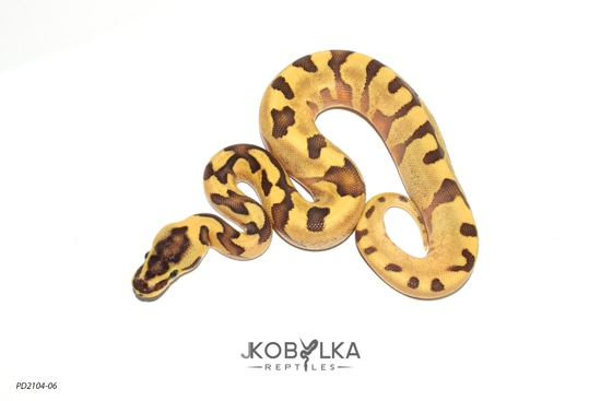 Fire Yellowbelly Super Enchi Het Pied Ball Python by KINOVA