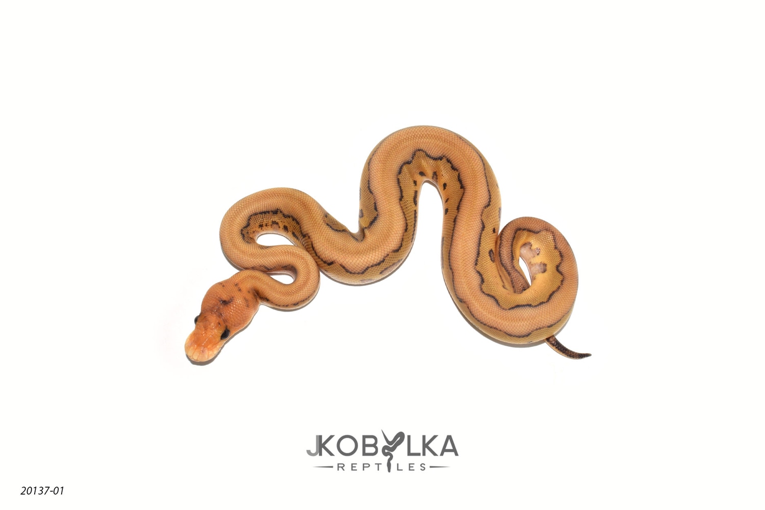 Enchi Redstripe Champagne Clown Ball Python by KINOVA - MorphMarket