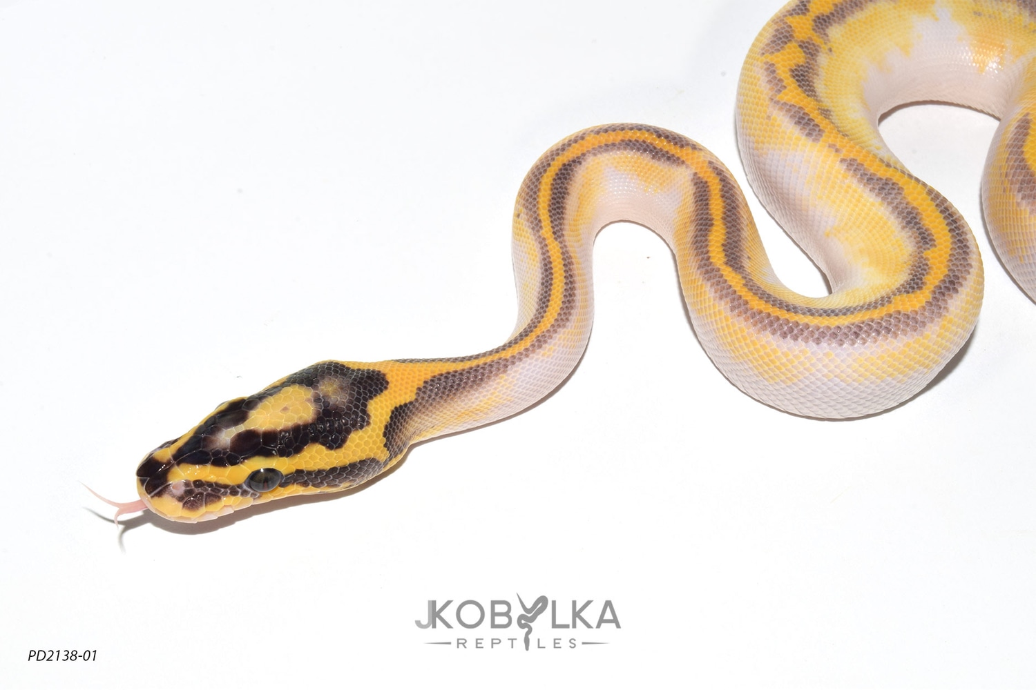 Pastel Enchi Freeway Pied Ball Python by KINOVA MorphMarket