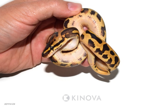 Leopard Fire Dbl Het Clown Pied Ball Python by KINOVA