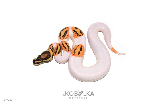 OD YB Fire Pied (Probable Redstripe) Ball Python by KINOVA