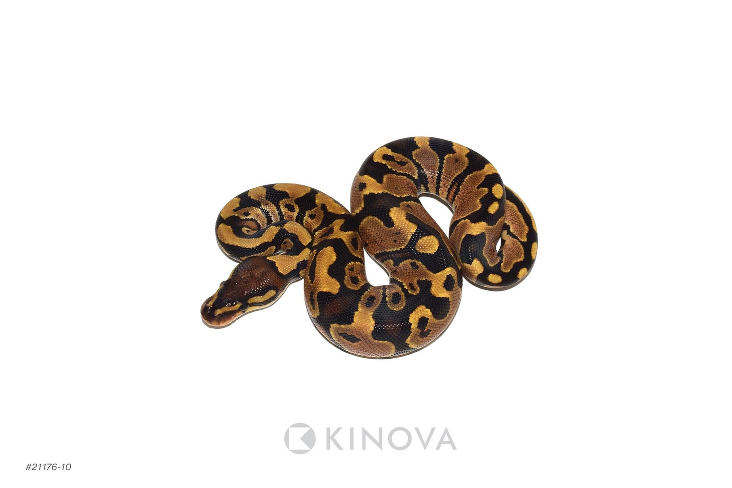 Dbl Het Zebra Pied Ball Python by KINOVA - MorphMarket
