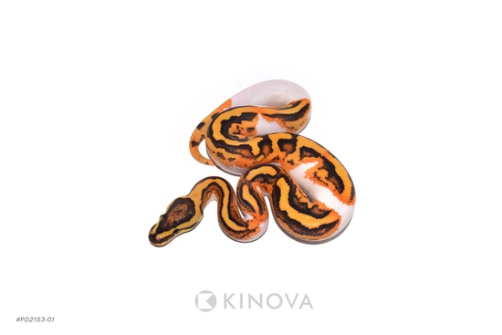Fire YB Gene X Pied Ball Python by KINOVA