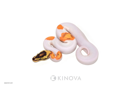 OD YB Enchi Fire Pied Ball Python by KINOVA