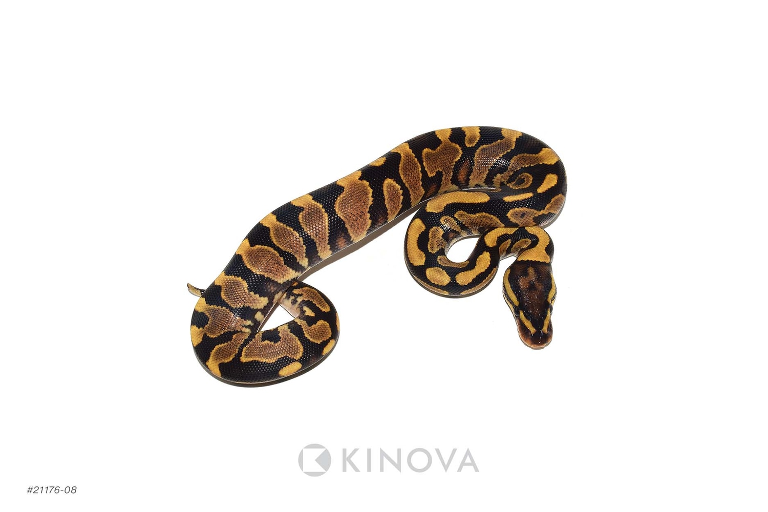 YB Dbl Het Zebra Pied Ball Python by KINOVA - MorphMarket