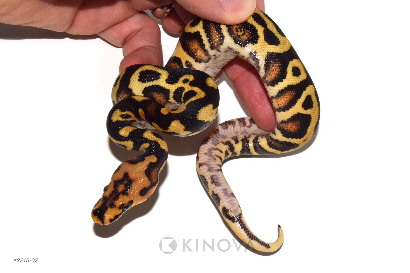 Chocolate Spotnose YB Clown Ball Pythons by KINOVA - MorphMarket