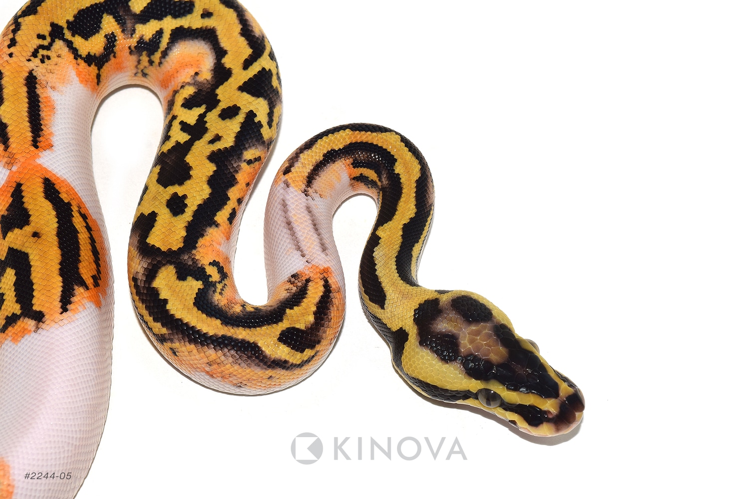 Pastel Enchi Leopard Gravel OR YB Pied Ball Python by KINOVA MorphMarket