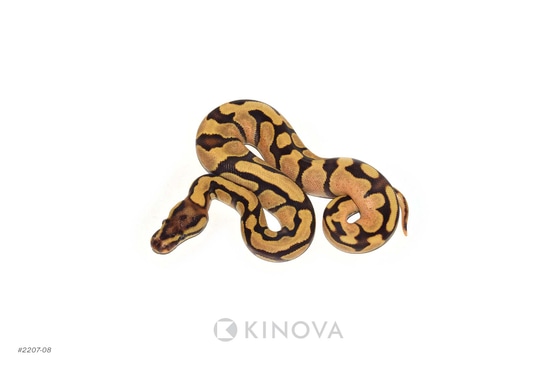 Enchi Fire Dbl Het Desert Ghost Pied Ball Python by KINOVA
