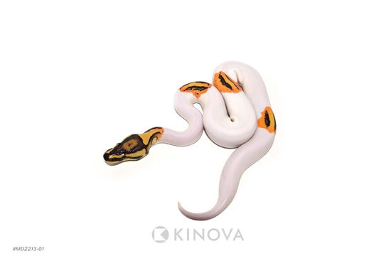 OD YB Fire Pied Ball Python by KINOVA
