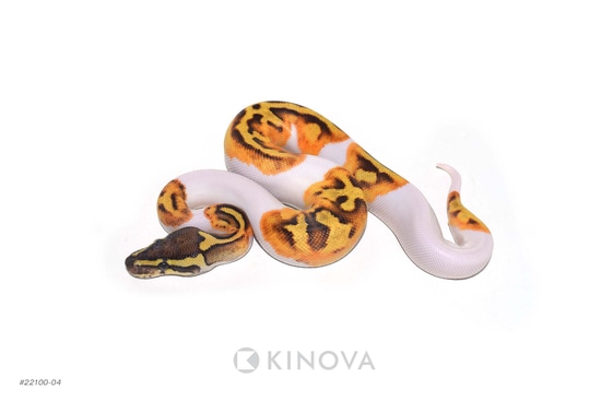 Enchi Fire Pied 50% Het Axanthic Ball Python by KINOVA