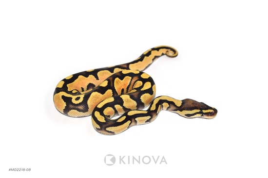 OD Fire Het Pied Ball Python by KINOVA