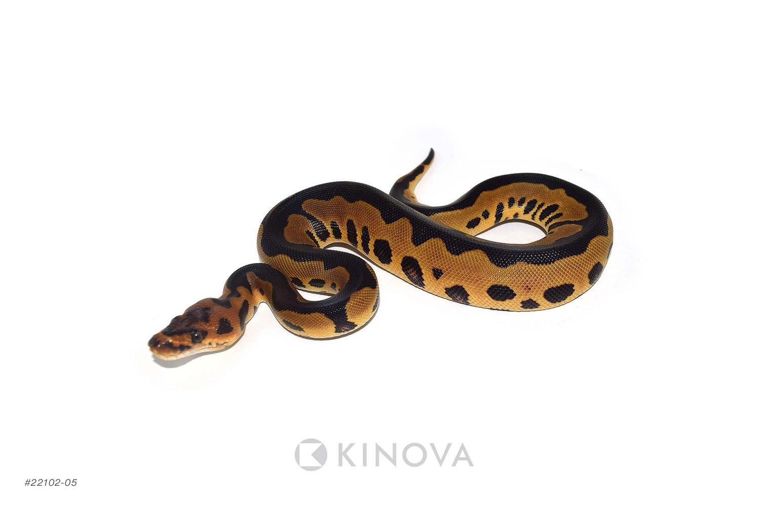 Leopard Clown Het Sunset Ball Python by KINOVA - MorphMarket