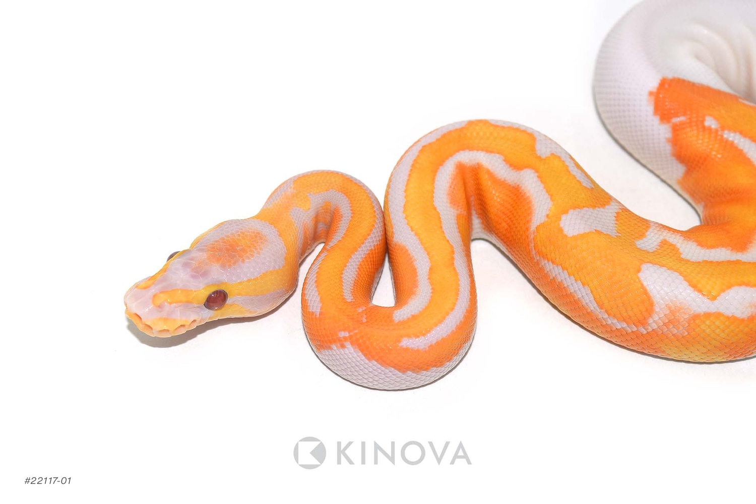 Dreamsicle Ball Python by KINOVA - MorphMarket