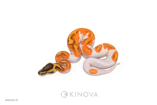 OD YB Enchi Fire Pied Ball Python by KINOVA