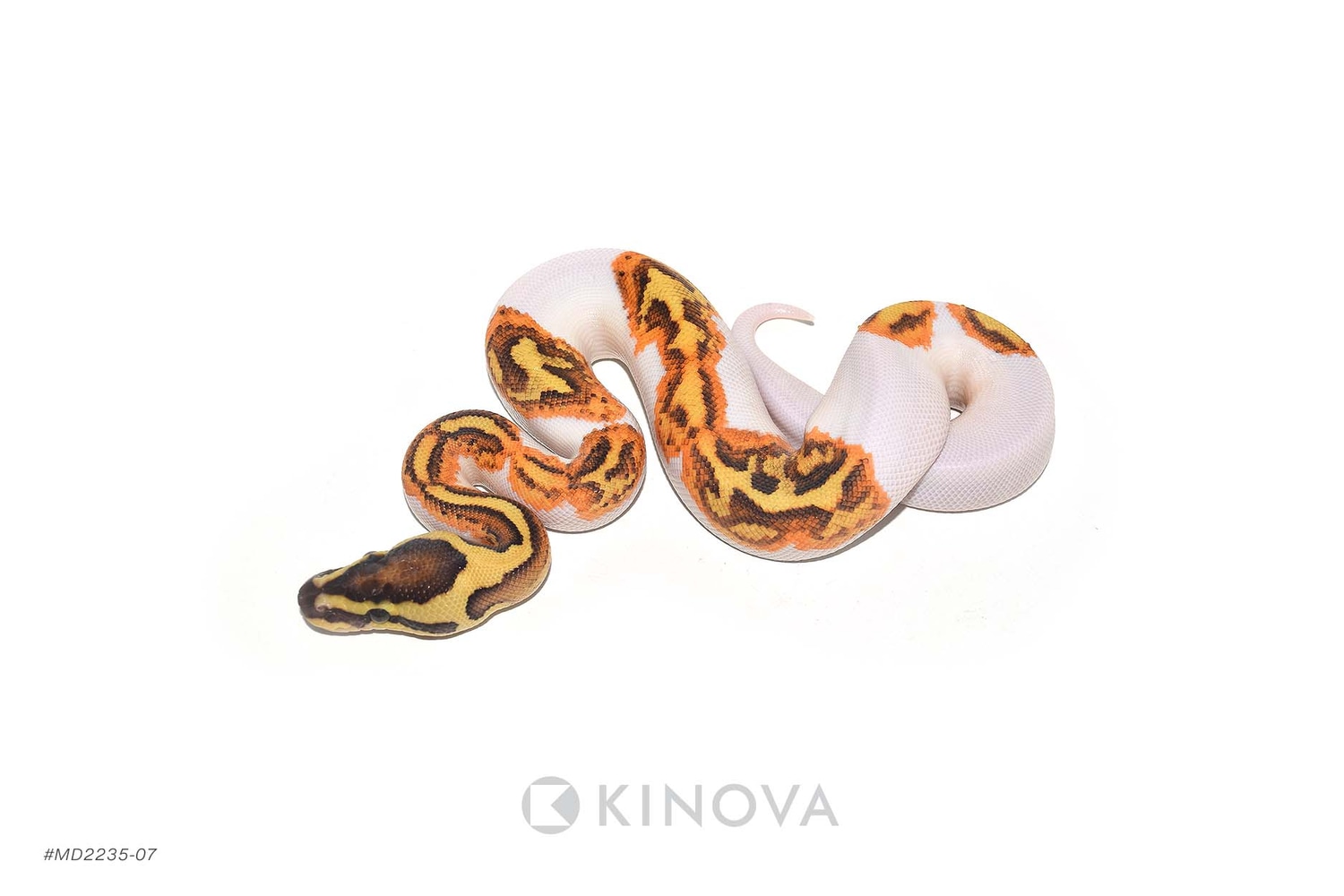 Enchi Fire YB Pied Ball Python by KINOVA - MorphMarket