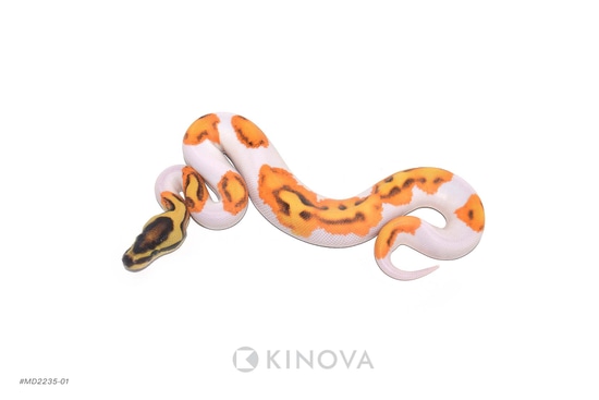 OD YB Enchi Fire Pied Ball Python by KINOVA
